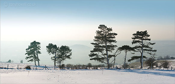 Pine Trees in Snow, Nyland, from Draycott
