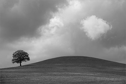Tree, Cloud, Round Hill