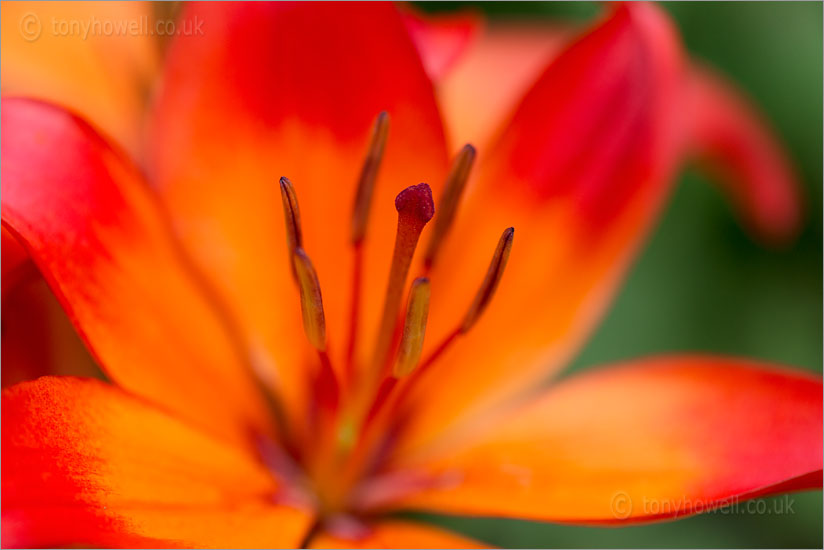 Asiatic Lily 