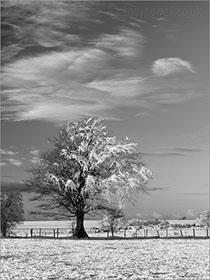 Tree, Snow