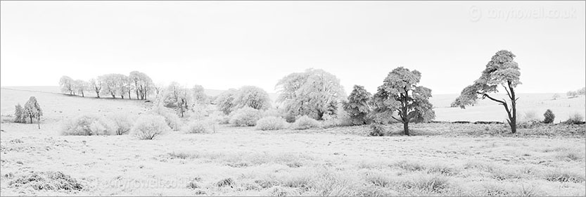 Trees, Frost, Mendips