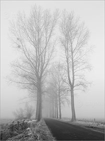 Poplar Trees, Mist