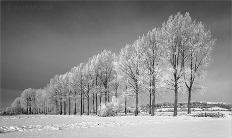 Poplar Trees, Hoar Frost & Snow