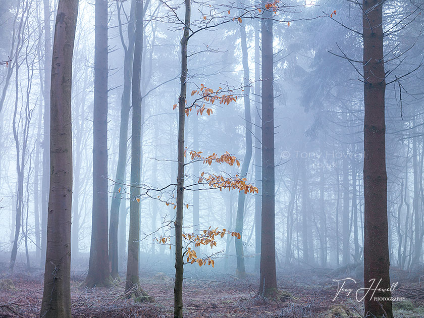 Beech Tree, Misty Forest