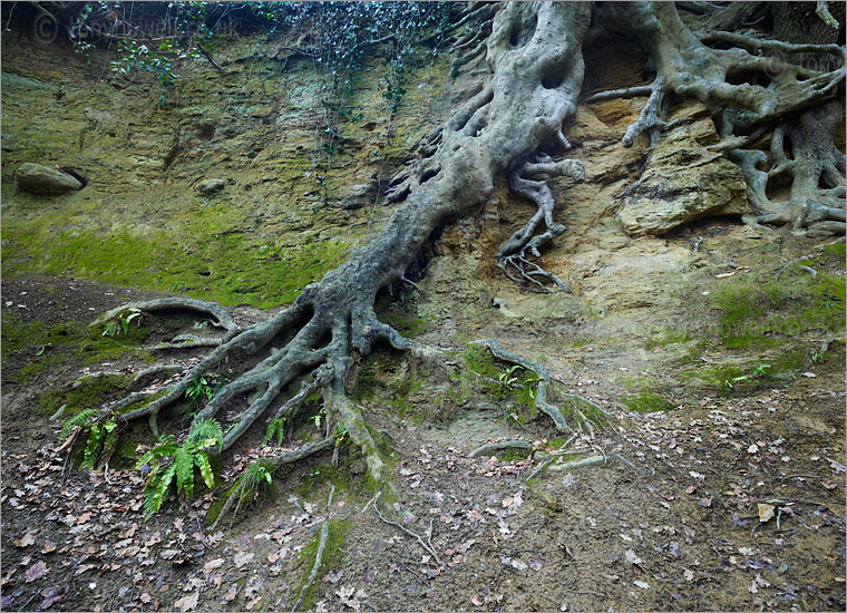 Beech Tree Roots