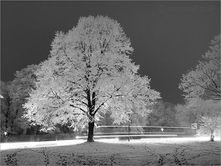 Beech Tree, Snow, Clifton Down
