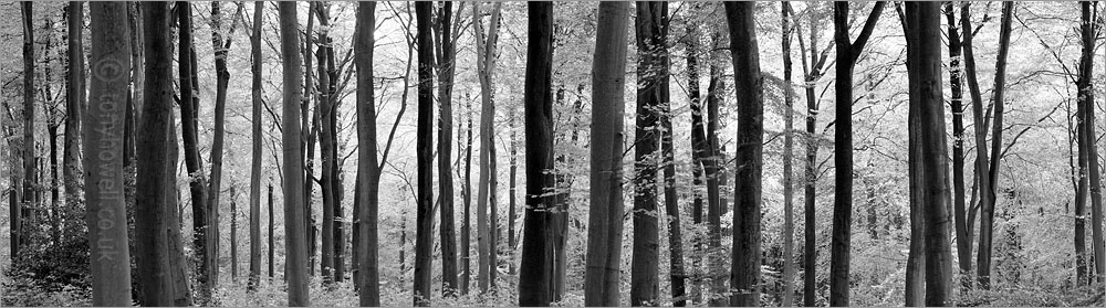 Beech Trees, Autumn, West Woods