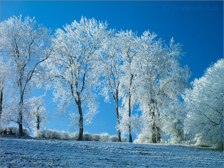Beech Trees, Frost and Snow