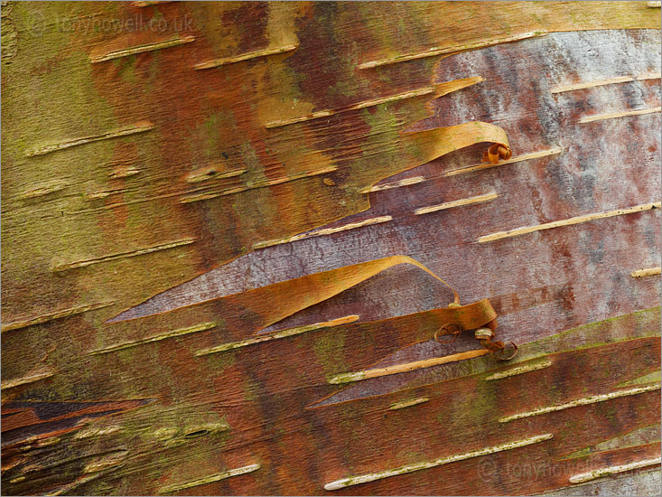 Birch Tree Bark, Betula utilis var utilis