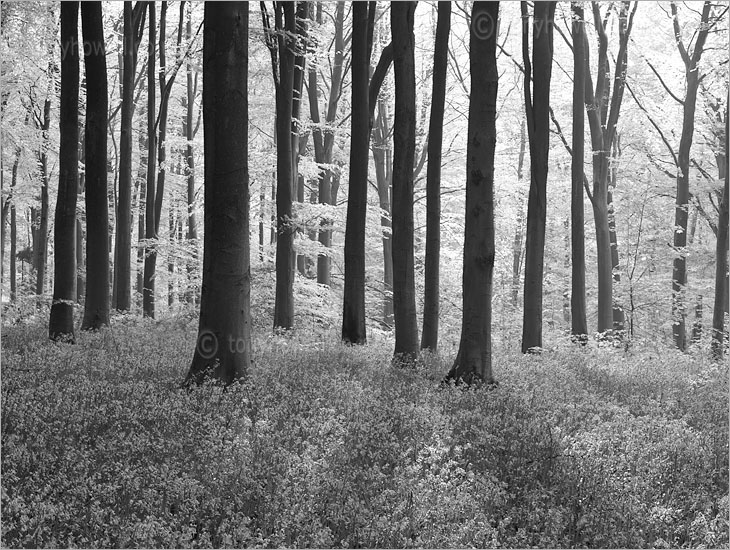 Bluebell Wood, Beech Trees