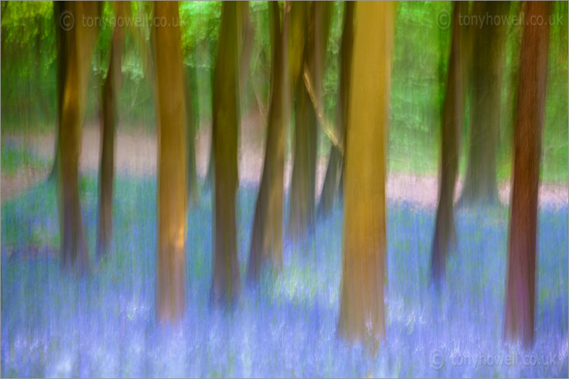 Bluebells & Beech Trees, ICM (Intentional Camera Movement), April 2011.