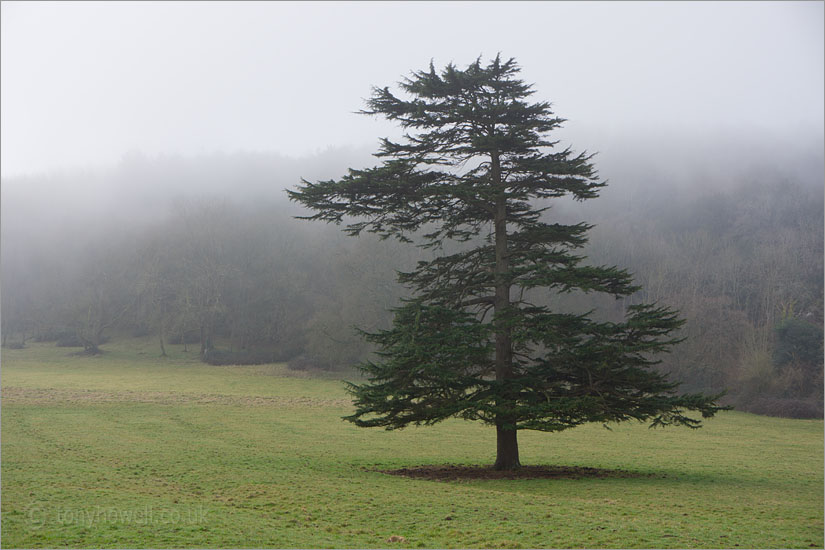 Cedar Tree, Mist
