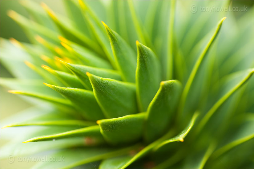 Chile Pine Leaves, Monkey Puzzle