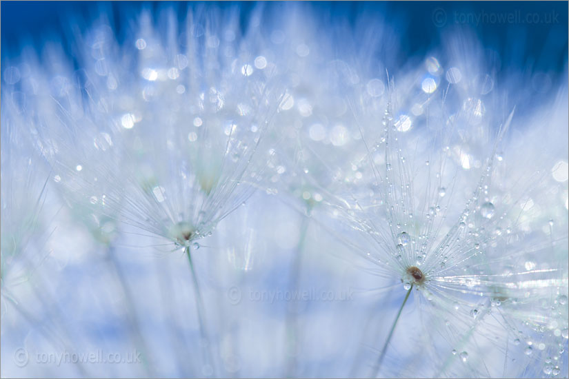 Dandelion seed head with dew drops
