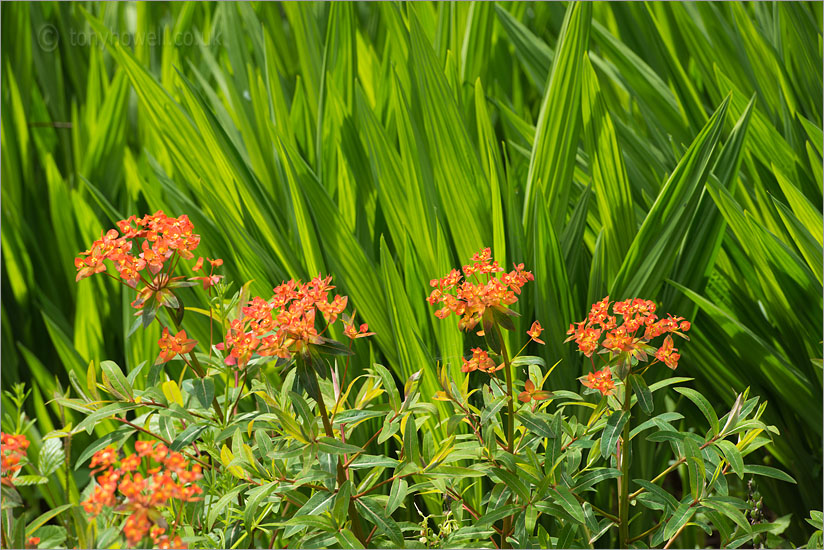 Euphorbia Fireglow