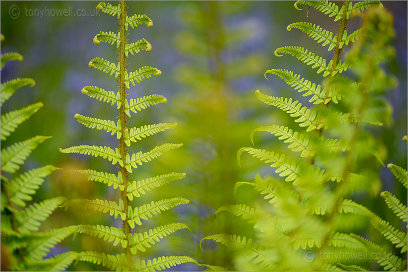 Ferns, Bluebells