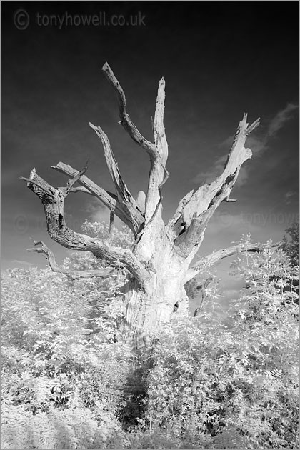 Gog, Ancient Oak Tree (Infrared Camera, turns foliage white)