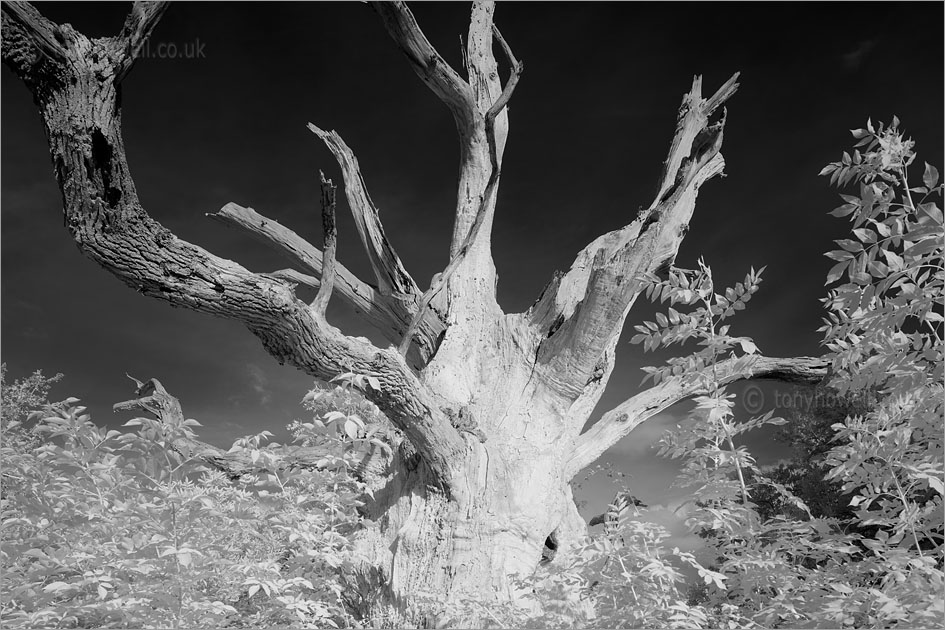 Gog, Ancient Oak Tree (Infrared Camera, turns foliage white)