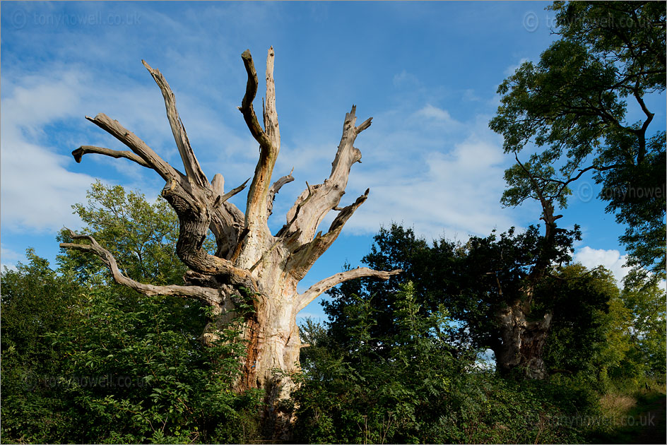 Gog and Magog, Ancient Oak Trees