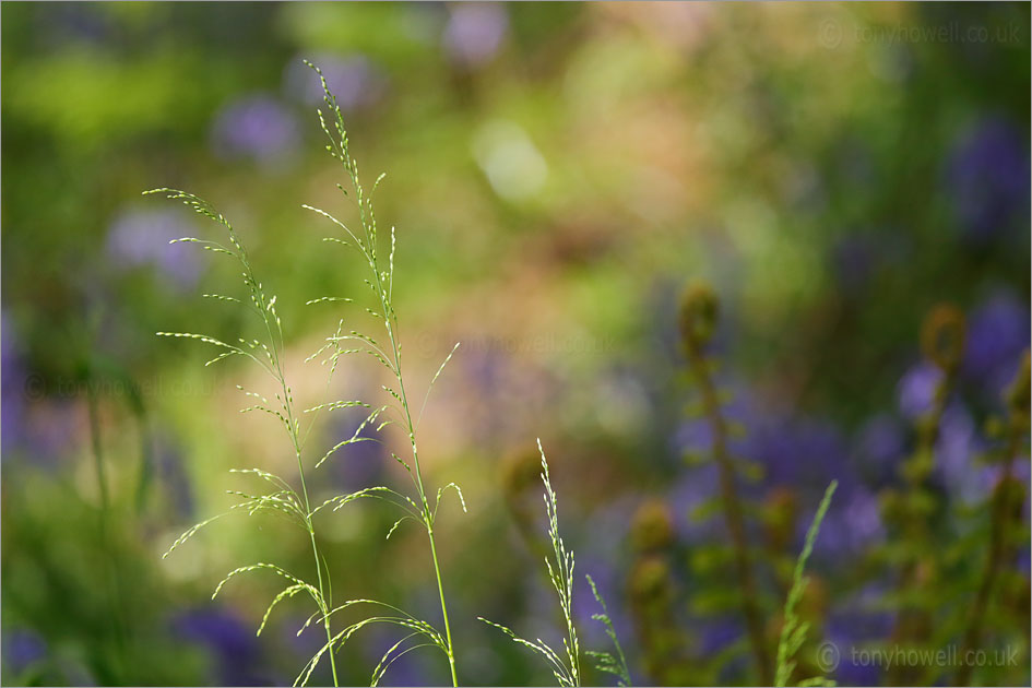 Grasses in front of <br />
Bluebells and Ferns