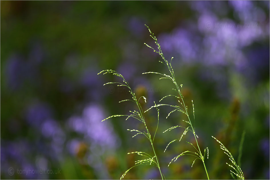 Grasses in front of <br />
Bluebells and Ferns