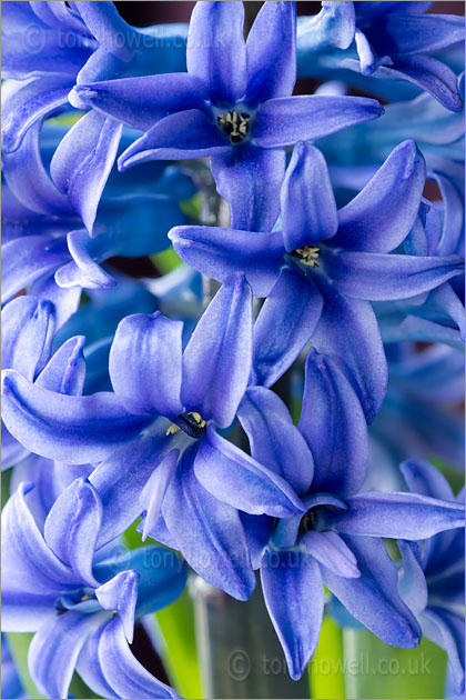 Hyacinth, Blue