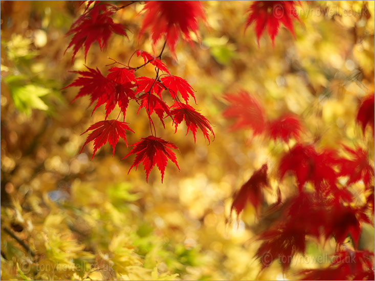 Japanese Maple, Acer palmatum 