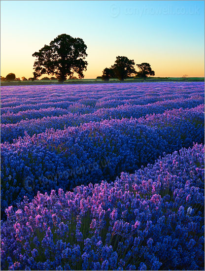 Lavender Field, Dawn