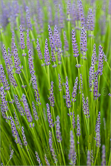 Lavender - Lavandula intermedia 