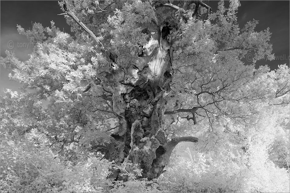 Magog, Ancient Oak Tree (Infrared Camera, turns foliage white)