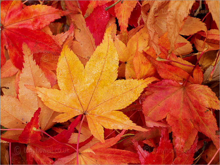 Wet Maple Leaves
