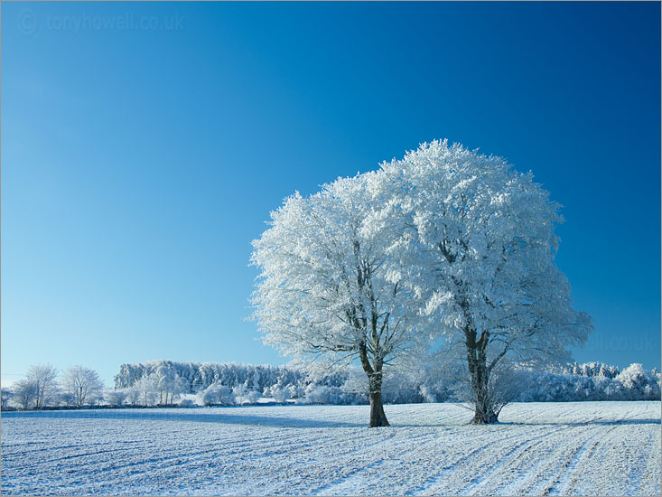 Maple Trees, Frost and Snow