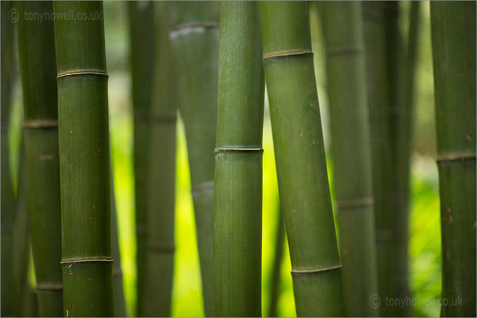 Moso Bamboo