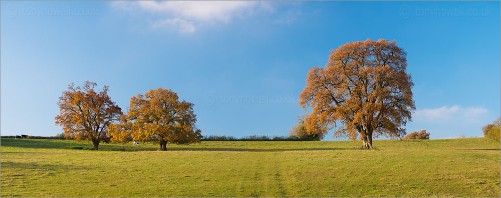 Oak Trees, Autumn