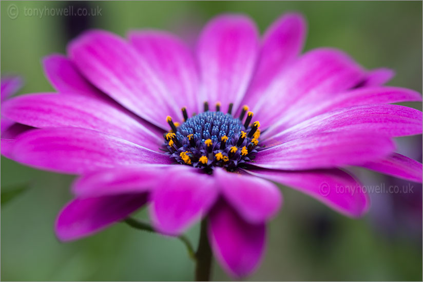 Osteospermum Summertime Royal Purple, Cape Daisy
