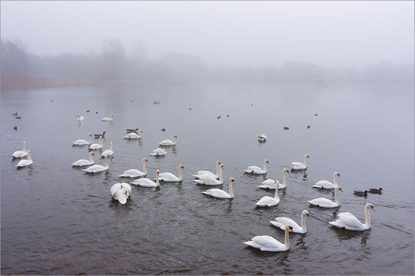 Swans, Mist, Chew Valley Lake DSC0099
