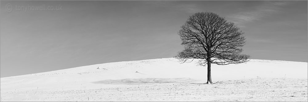 Sycamore Tree in Snow