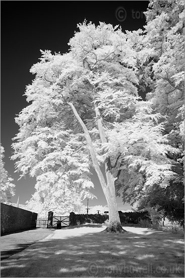 Tree, Wells (Infrared Camera, turns foliage white)