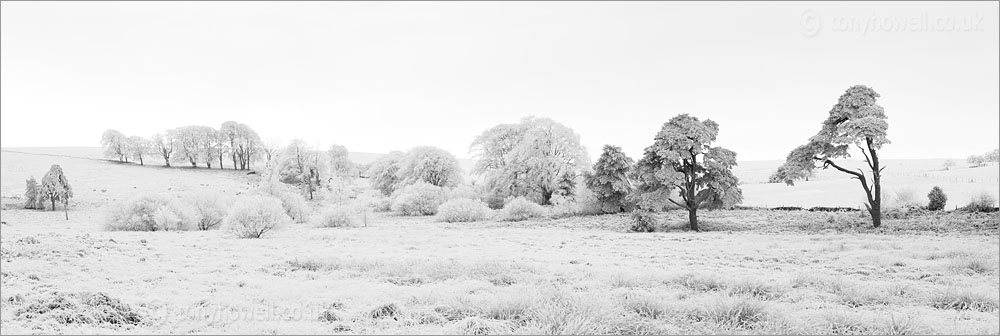 Trees, Frost and Snow