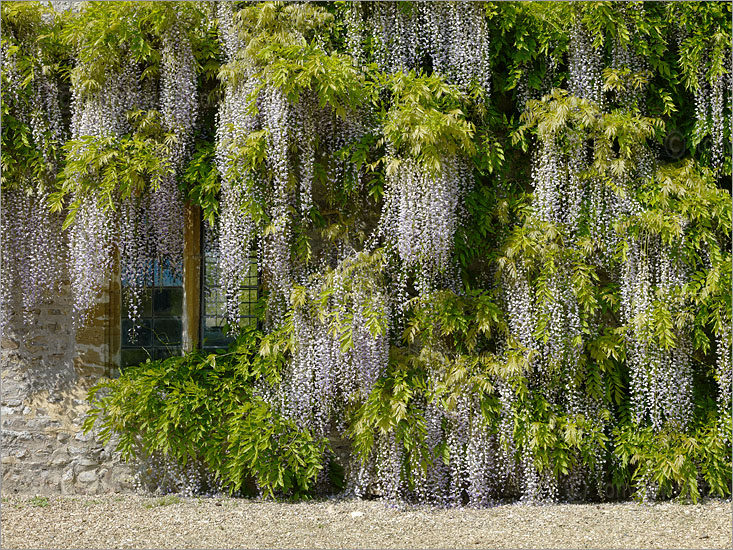 Wisteria overhanging a window