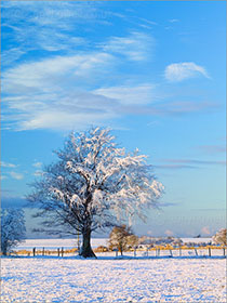 Tree, Snow