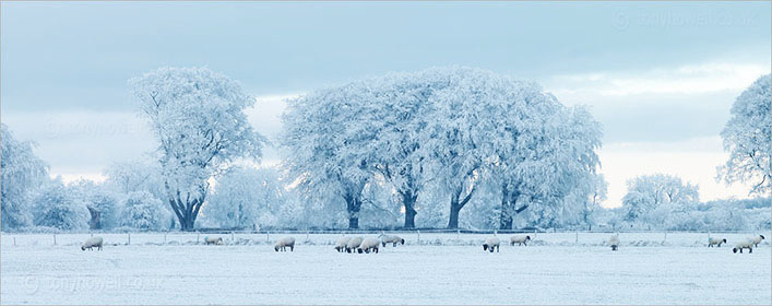 Frosty Trees, near Priddy