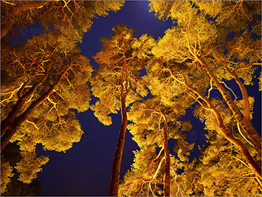 Scots Pine Trees