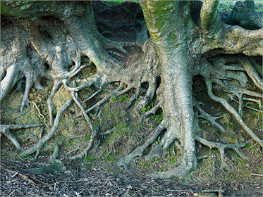 Beech Roots
