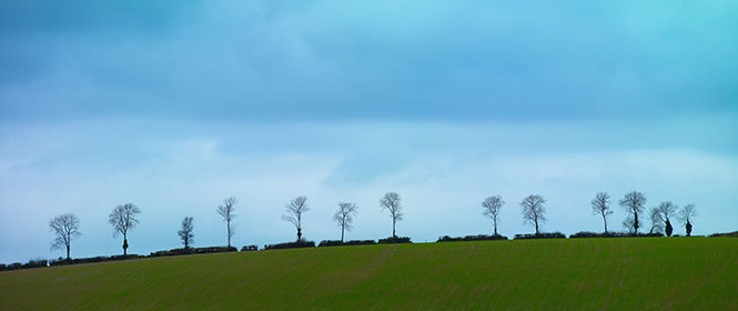 Winter Trees near Morebath, Devon