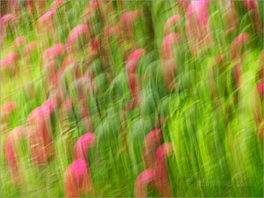 Rhododendron, blur