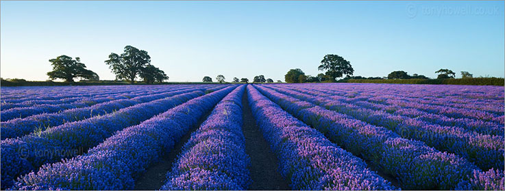 Lavender Field, Somerset