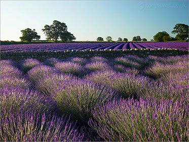 Lavender Field, Somerset