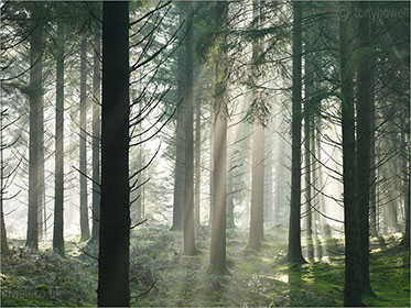 Sun, Mist, Pine Trees