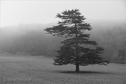 Cedar Tree, Mist